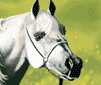 Valoracion : 9.6
