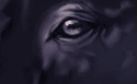 Valoracion : 9.6